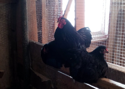 Wyandotts, rooster is mean now, numbered days!!!
