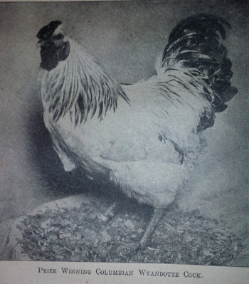 1914 Wyandott standard rooster