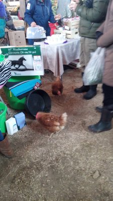 Chickens enjoying the crowds.