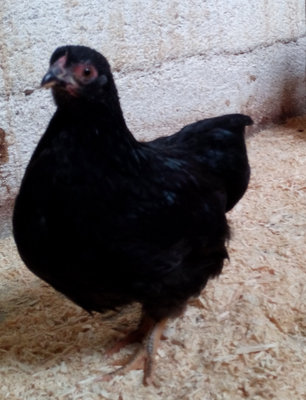 Three months old Wyandott bantam