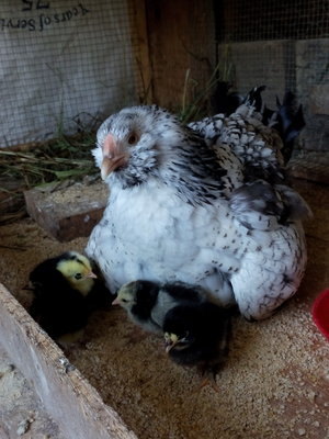 Hen with first hatch.