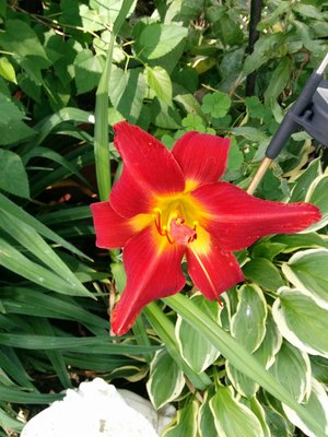 IMG_20160726_133536.jpg