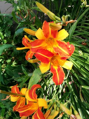 IMG_20160726_133421.jpg