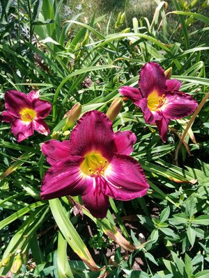 IMG_20160726_131622.jpg
