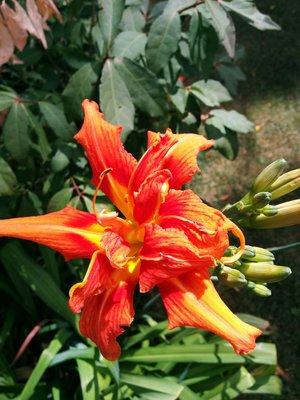 IMG_20160726_131658.jpg