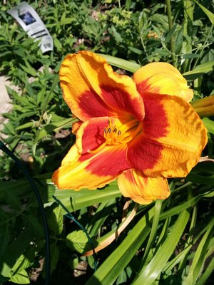 IMG_20160726_131638.jpg