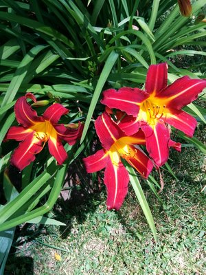 IMG_20160726_131649.jpg