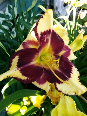 IMG_20160727_095535.jpg