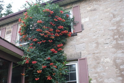 trumpet vine.JPG