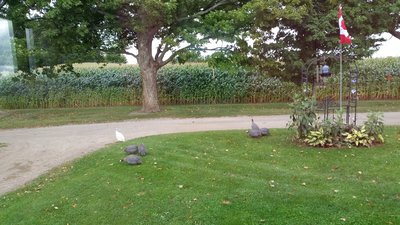 Guineas at window.jpg