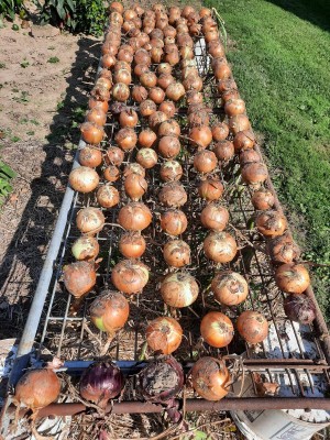 onion harvest 2023.jpg