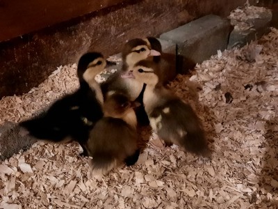 my ducks.jpg