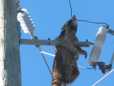 stupid coon 006.jpg