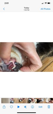 oral cancer chubs.jpg