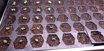 new seedlings 2.jpg