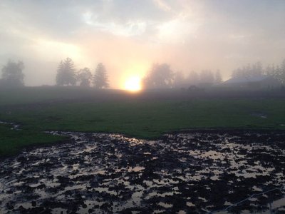 3 quarters of an inch rain today July 16 2017.jpg