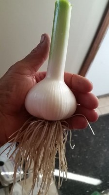big garlic July 2 2020.jpg