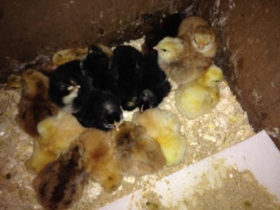 new chicks.jpg