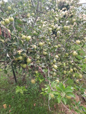 loaded apple trees.jpg