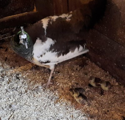 pea chicks.jpg