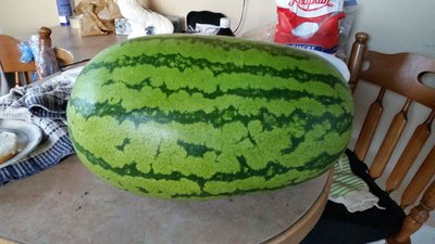 watermelon 2018.jpg