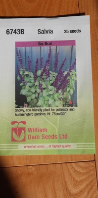 salvia big blue.jpg
