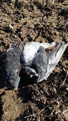 found pigeon.jpg