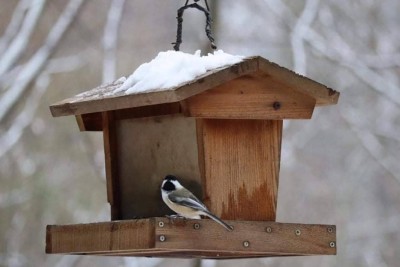 chickadee.jpg