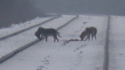 coyote snack.jpg