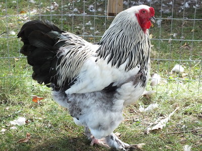 20130913_standard_Light_Brahma_cock_Dave_Stuart_Blenheim_ON_Canada.JPG