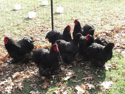 LF Black Cochin 5 cockerels and 3 pullets __ Dave Stuart_20171114_a.JPG