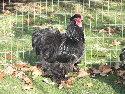 LF Black Cochin cockerel __ Dave Stuart_20171114_c.JPG