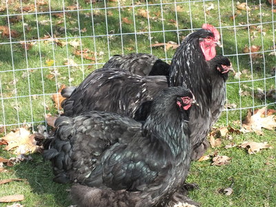 LF Black Cochins _cockerel and two pullets __ Dave Stuart_20171114_d.JPG