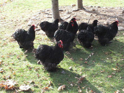 LF Black Cochins 5 cockerels and 3 pullets __ Dave Stuart_20171114_b.JPG