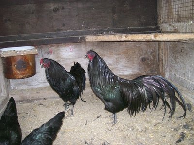 Kortis' Sumatra's    (1).JPG