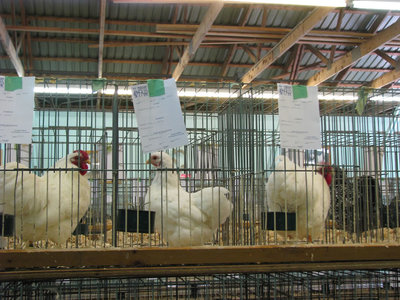 Kortis Wyandottes at Markham fair.jpg