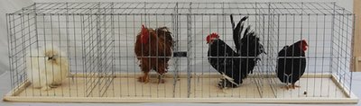 6 L Bantam coop..jpg