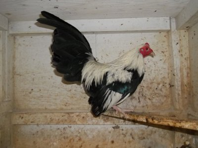 Kortis Duckwing cock.JPG