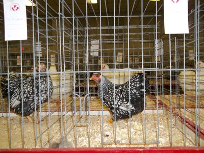 BB Silver Laced Wyandotte OPB 2012.JPG