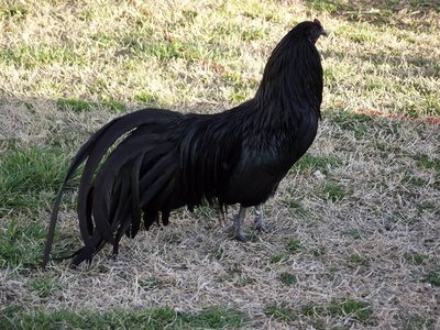 Sumatra on the grass..jpg
