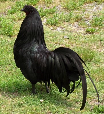 Dandy Sumatra cock..jpg