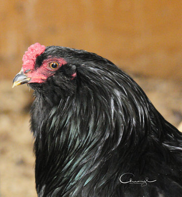 Black Ameraucana Cock.  Pea Comb, Muffs and Beard, Red Earlobes, Horned Colour Beak, White/Natural Beak Tip