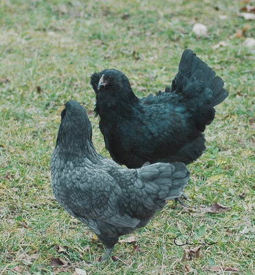 20 Week old Blue and Black Pullets