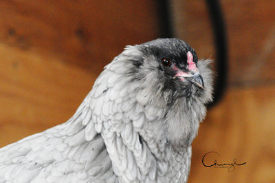 Blue Ameraucana Hen, Muffs and Beard, Pea Comb