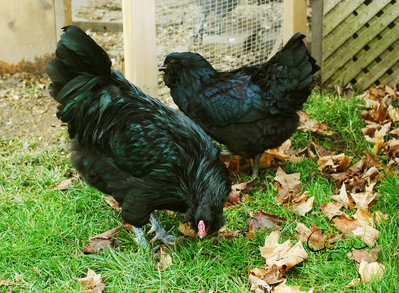 Black Ameraucana Cock and Hen