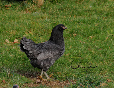 Blue Ameraucana Pullet