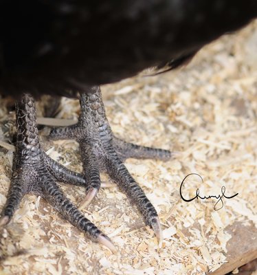 Slate Blue Legs.  White Foot bottoms / Nails pink but turn gray. Blacks can have black