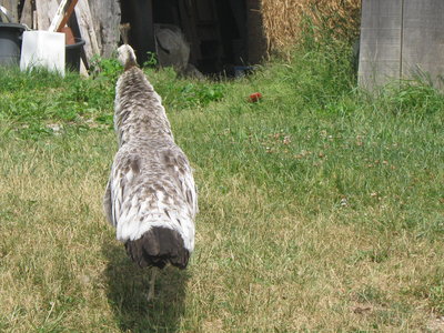 Yearling3_2015.JPG