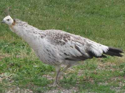 Yearling1_2015.JPG