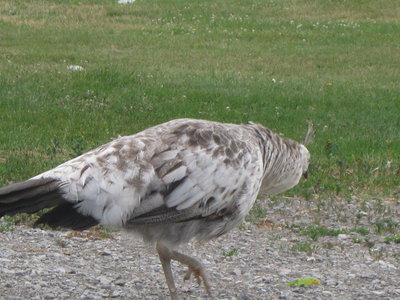 yearling5_2015.JPG